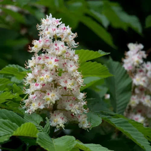 Horse Chestnut Extract