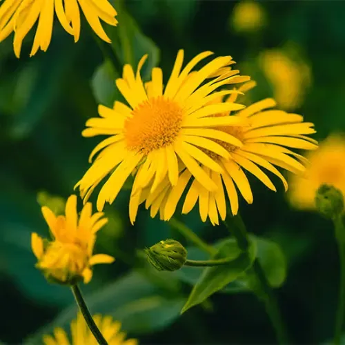 Arnica Montana Extract