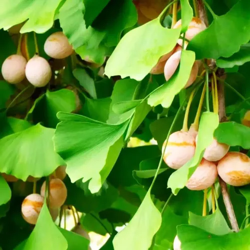 Ginkgo Biloba Extract