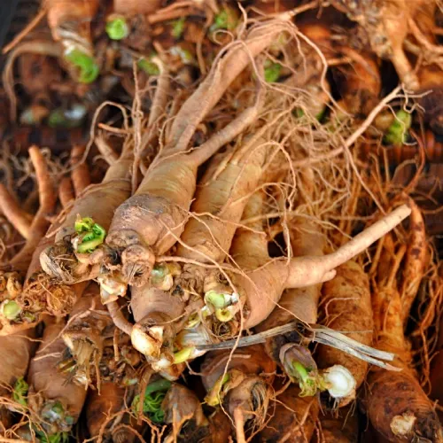 Panax Ginseng Extract
