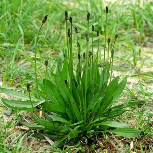 Plantain Extract