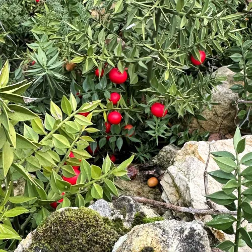 Ruscus Aculeatus Extract
